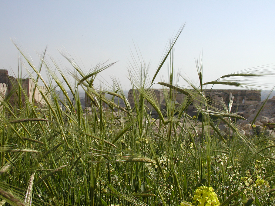 A field of wild barley growing in Aleppo