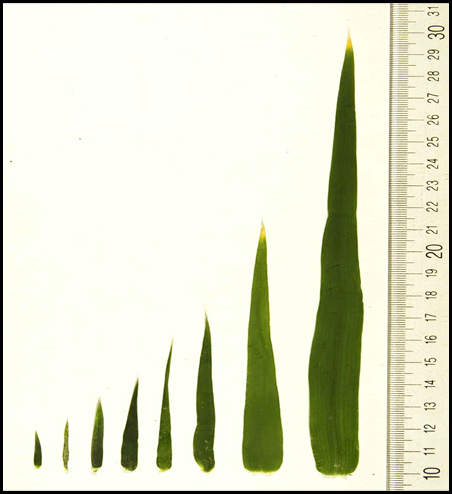 Image shows 8 flag leaves arranged from smallest (4 centimeters) to largest (20 centimeters)