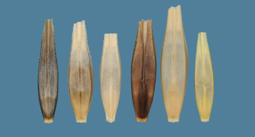 Image shows six seeds against a blue background, none of which appear the same in size or color