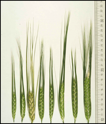 Image shows 8 wild barley spikes arranged from smallest to largest, the smallest being 5.5 centimeters and the largest being 9 centimeters excluding awns