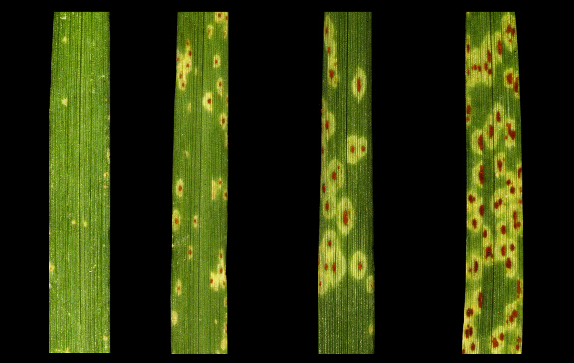 Image shows 4 leaves against a black background. From left to right the leaves show gradually worse disease symptoms