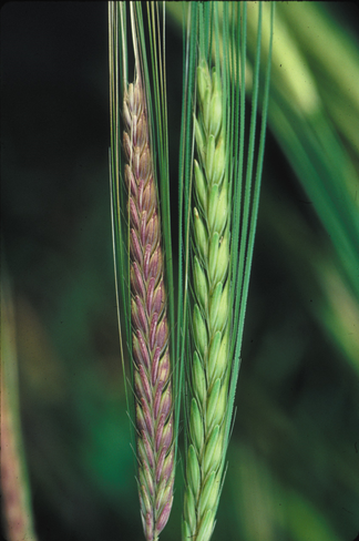 Image shows two immature wild barley spikes, the one on the left has purple seeds and the one on the right has green seeds
